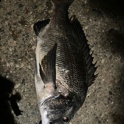 クロダイ