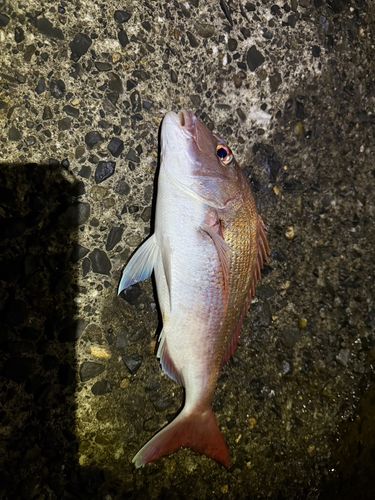 タイの釣果