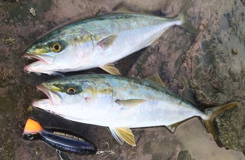 ブリの釣果