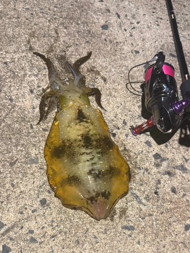 アオリイカの釣果