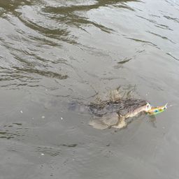 マゴチ