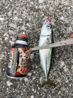 サバの釣果