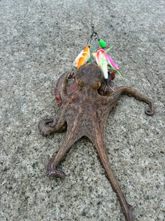 タコの釣果
