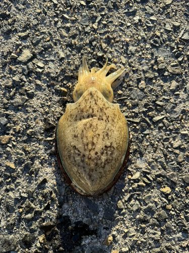 コウイカの釣果