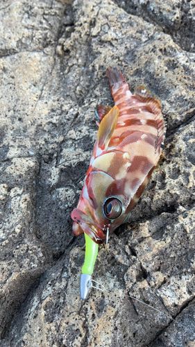 アカハタの釣果