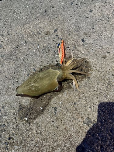 モンゴウイカの釣果