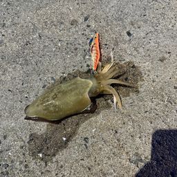 モンゴウイカ
