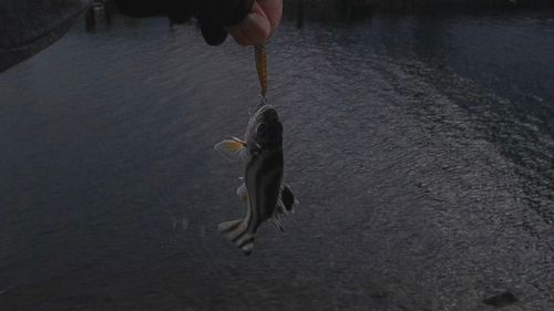 コトヒキの釣果