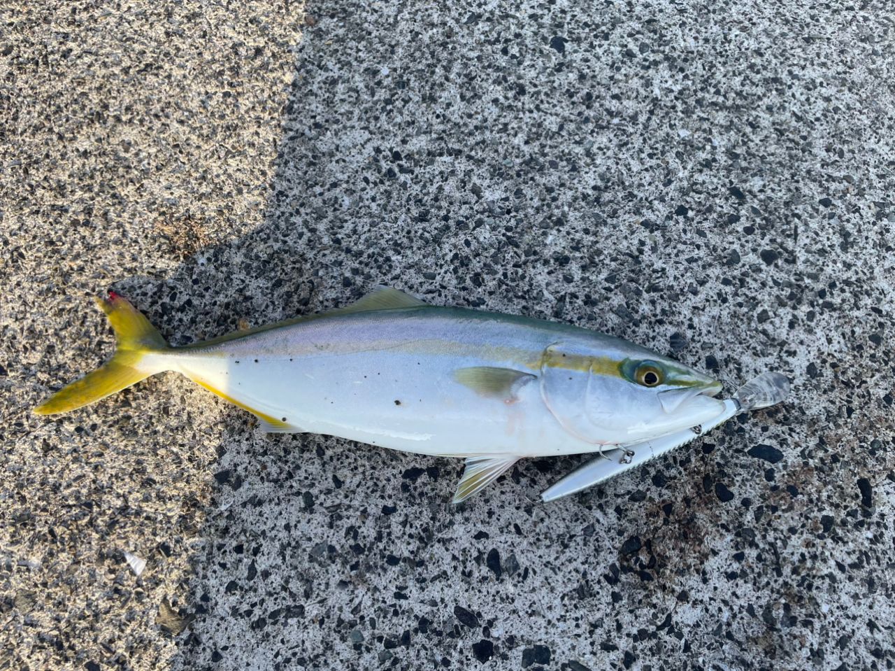 ヤズ