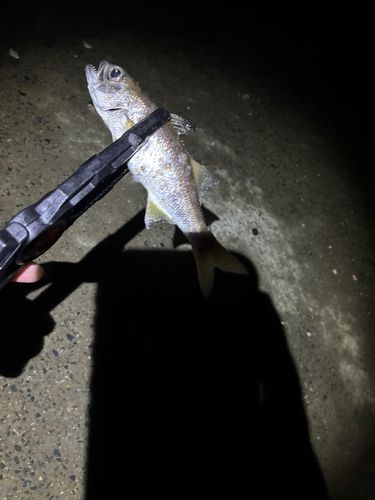 マハゼの釣果