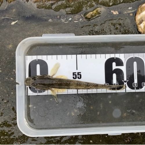 マハゼの釣果