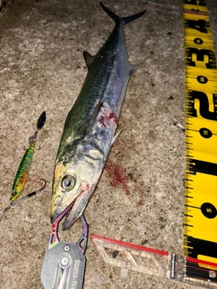 サゴシの釣果