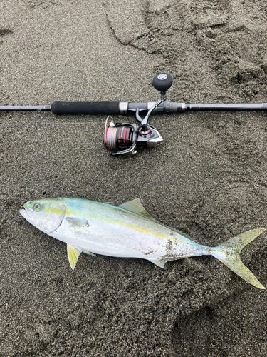 イナダの釣果
