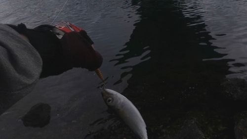 サバの釣果