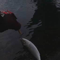 サバ