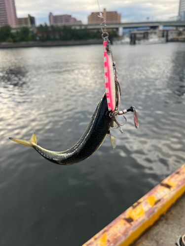 サバの釣果