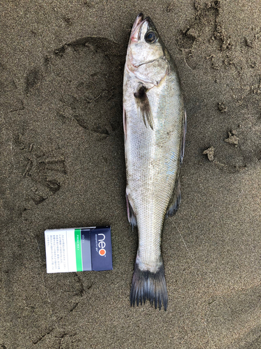 スズキの釣果