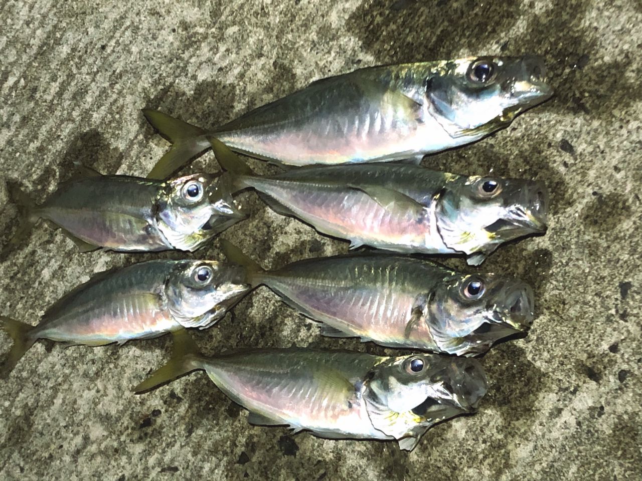 MajorCraft 鯵道 5G AD5-S682M/AJIの最安値・インプレ・釣果