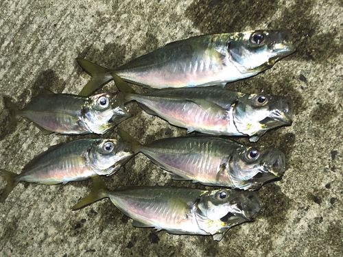 アジの釣果