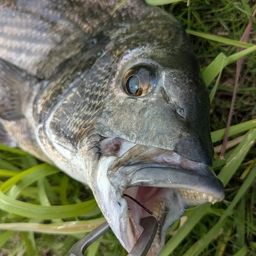 クロダイ