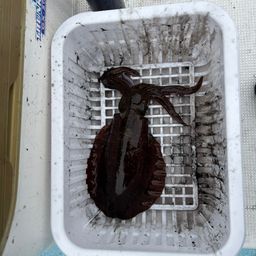 アオリイカ