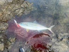 ヒラマサの釣果