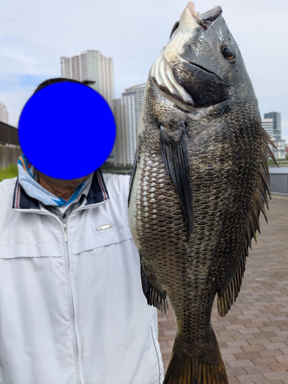クロダイ