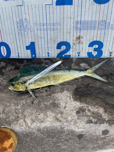 シイラの釣果