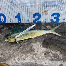 シイラ