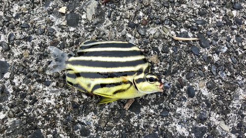 カゴカキダイの釣果