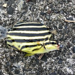 カゴカキダイ