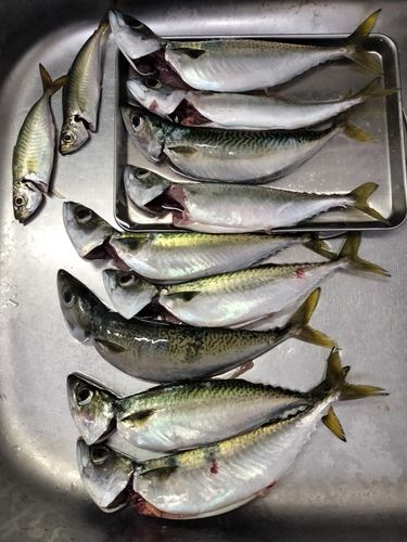 サバの釣果