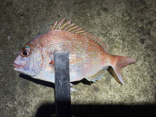 チャリコの釣果