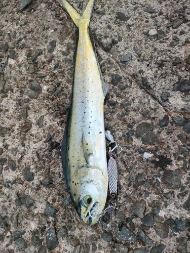 シイラの釣果