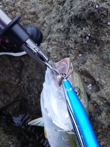 ヒラマサの釣果