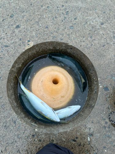 イナダの釣果