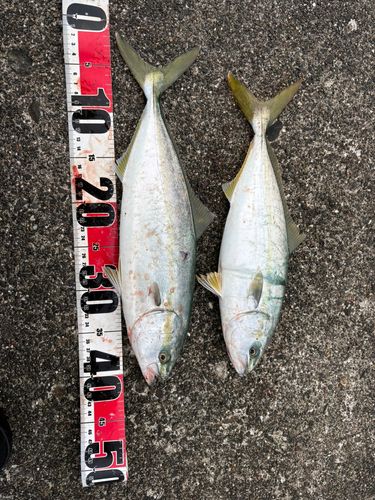 イナダの釣果