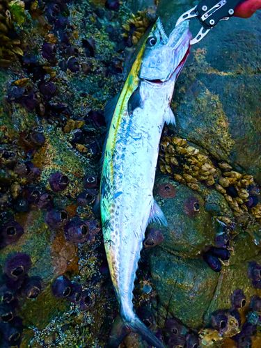 サゴシの釣果