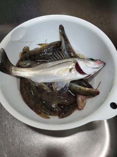 セイゴ（マルスズキ）の釣果