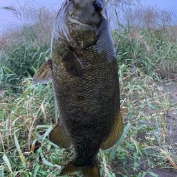 スモールマウスバス