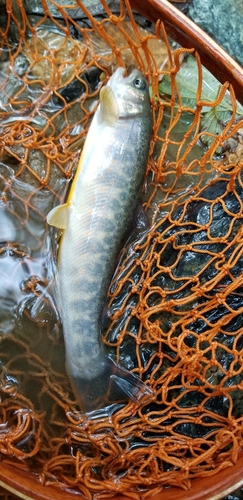 イワナの釣果