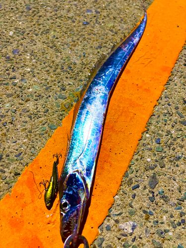 タチウオの釣果