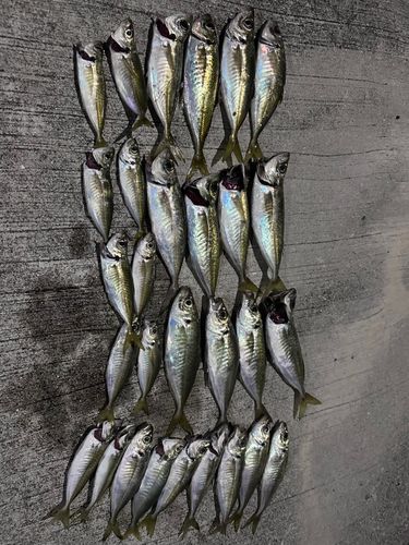 アジの釣果