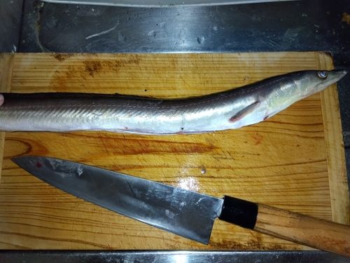 ハモの釣果