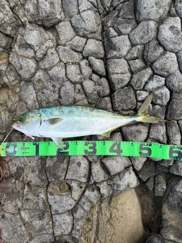 イナダの釣果