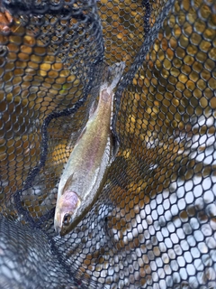 ホウライマスの釣果