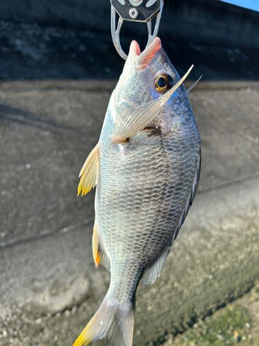 キビレの釣果