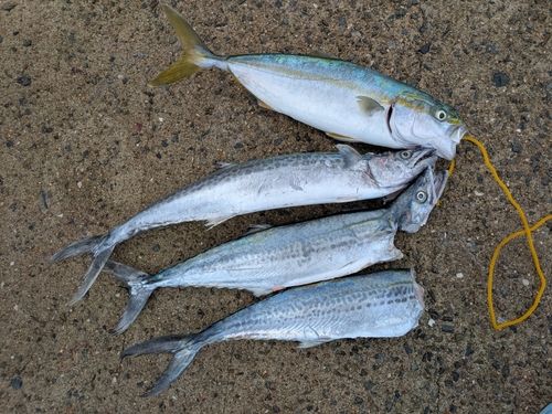 ハマチの釣果
