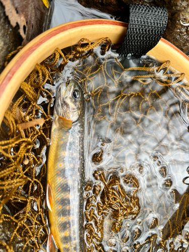 オショロコマの釣果