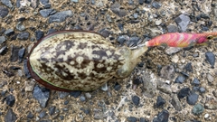 コウイカの釣果